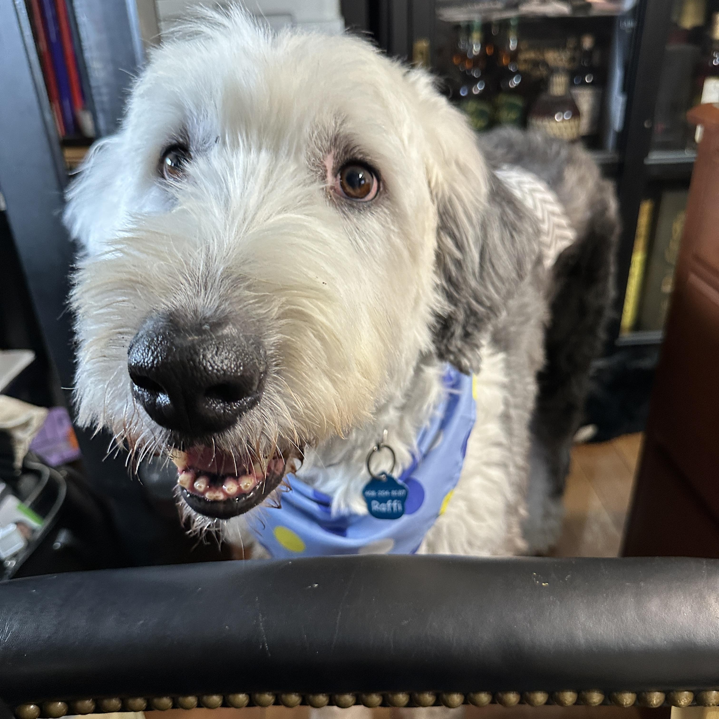 Raffi, a ADOPTABLE Old English Sheepdog in San Jose, CA image 3/5