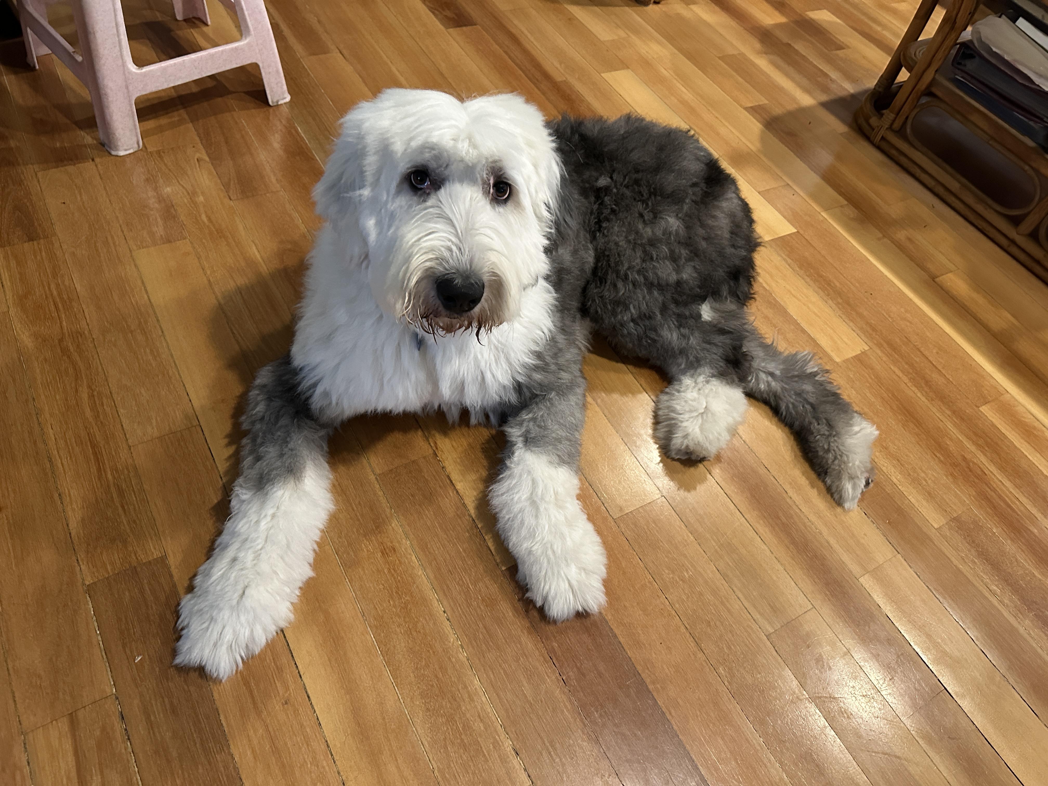 Raffi, a ADOPTABLE Old English Sheepdog in San Jose, CA image 6/6