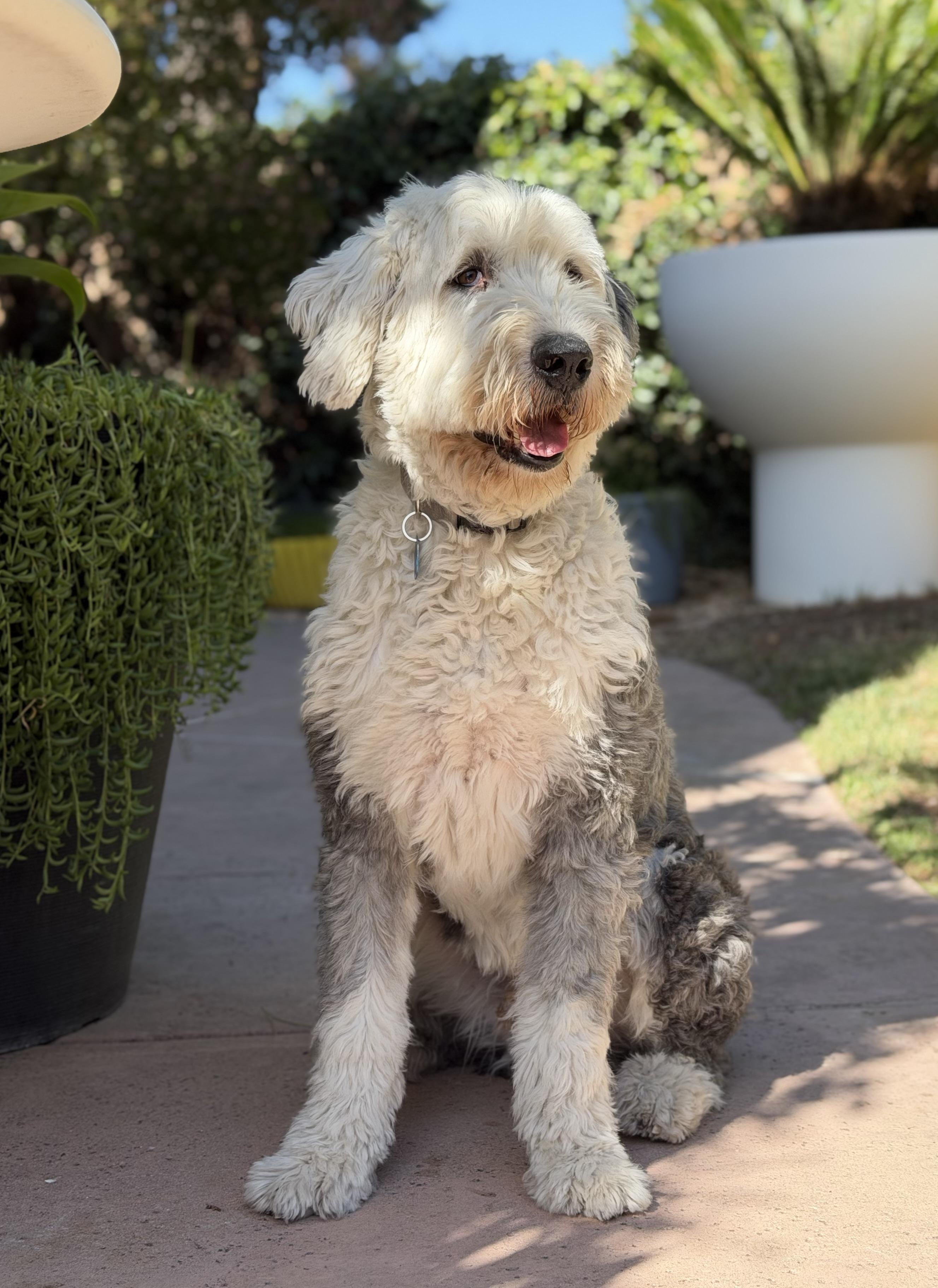 Raffi, a ADOPTABLE Old English Sheepdog in San Jose, CA image 6/6