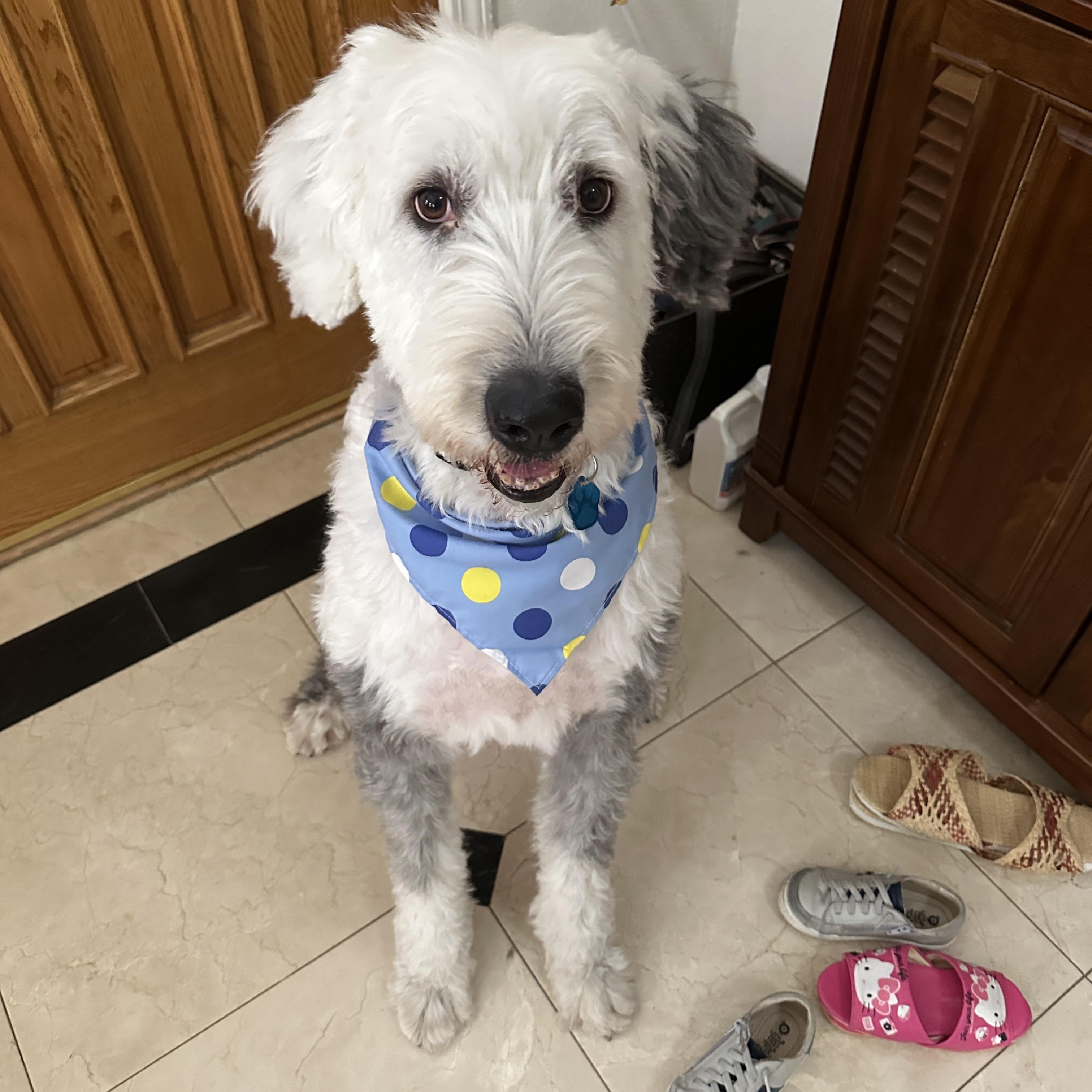 Raffi, a ADOPTABLE Old English Sheepdog in San Jose, CA image 4/5