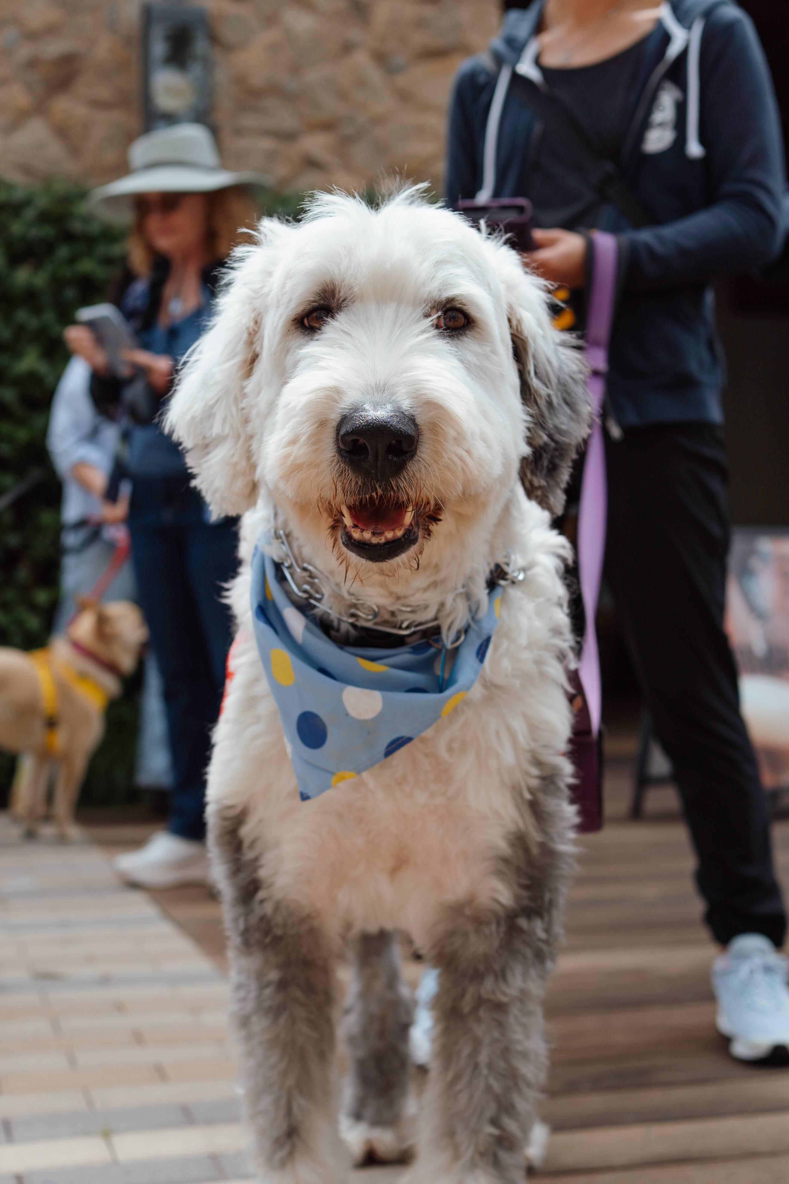 Raffi, ADOPTABLE, Adult Male Old English Sheepdog.