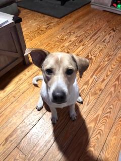 Enlarge Dax, a ADOPTABLE mixed breed in Manhasset, NY image 3/6