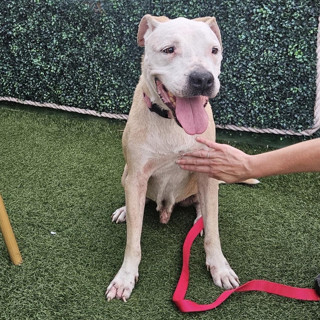 Daxton, a ADOPTABLE mixed breed in Key Largo, FL image 4/6