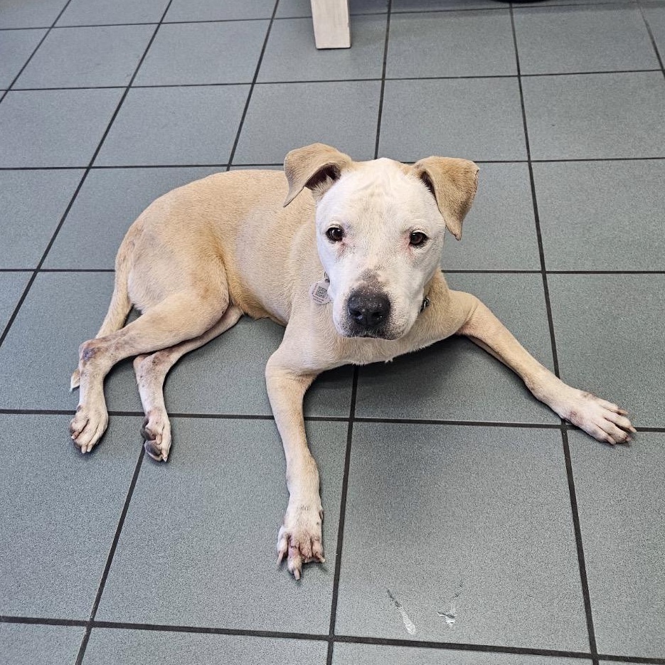 Daxton, a ADOPTABLE mixed breed in Key Largo, FL image 5/6