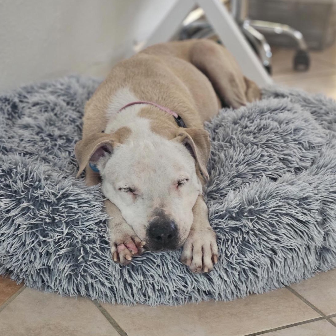 Daxton, a ADOPTABLE mixed breed in Key Largo, FL image 2/6