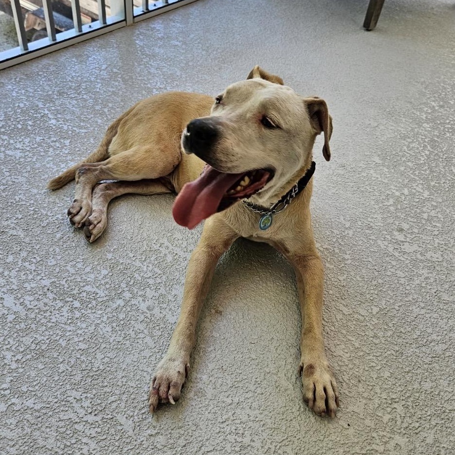 Daxton, a ADOPTABLE mixed breed in Key Largo, FL image 3/6