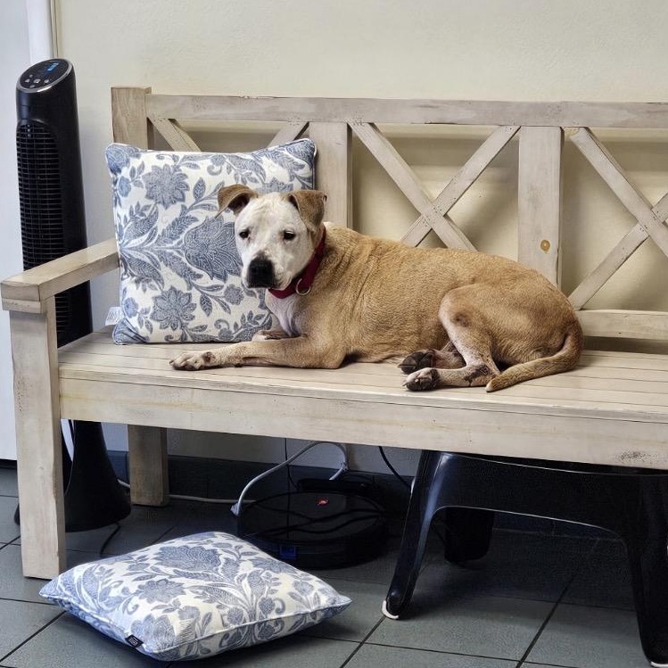 Daxton, a ADOPTABLE mixed breed in Key Largo, FL image 6/6