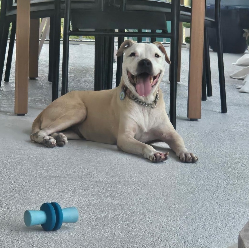 Daxton, ADOPTABLE, Senior Male American Bulldog & Mixed Breed.