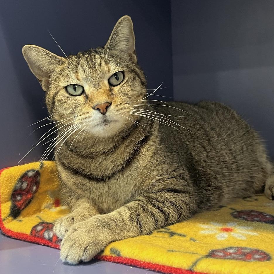 Bella, Adoptable, Adult Female Domestic Short Hair & Domestic Short Hair.