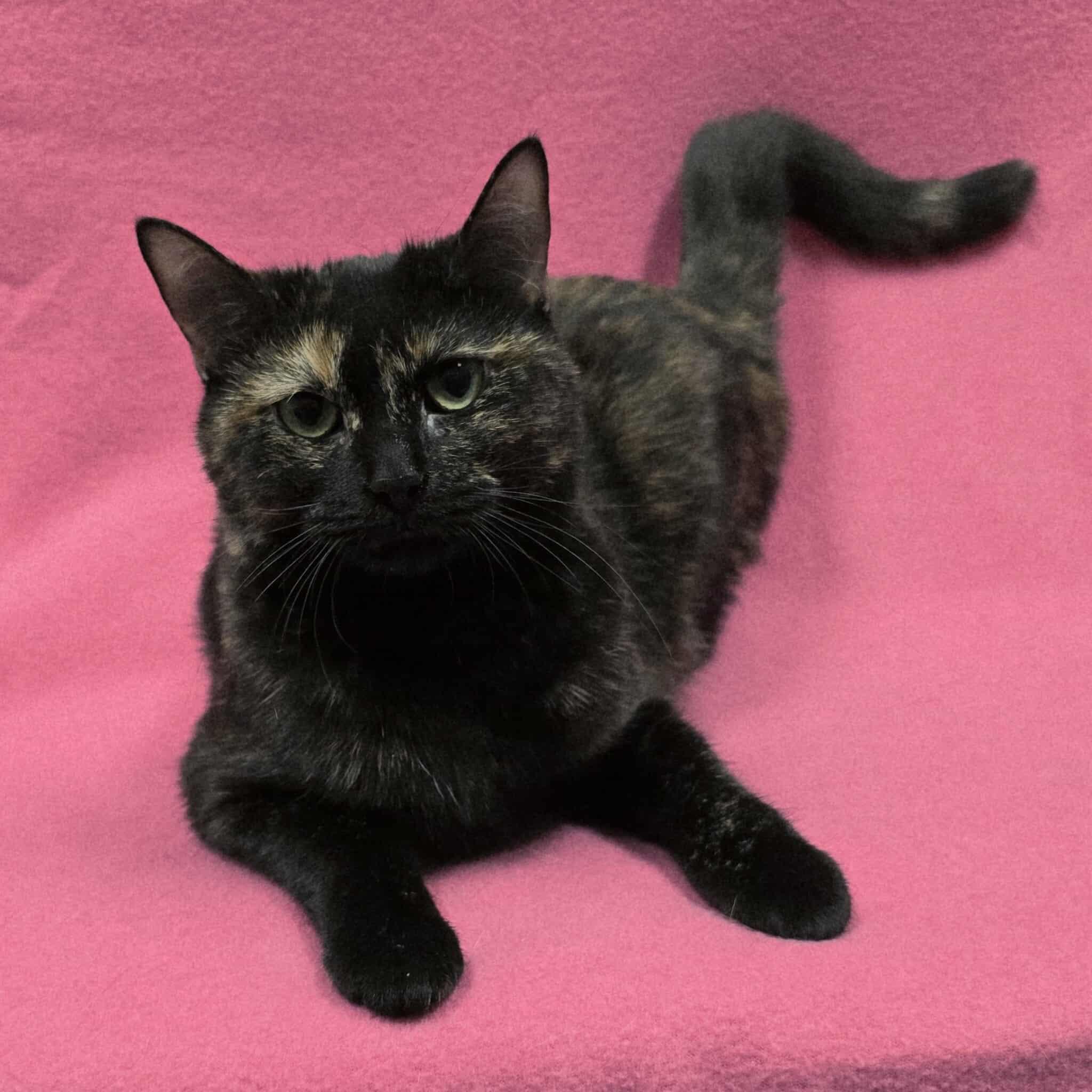 Enlarge Freckles, a Adoptable Domestic Short Hair in Frankfort, IN image 3/4