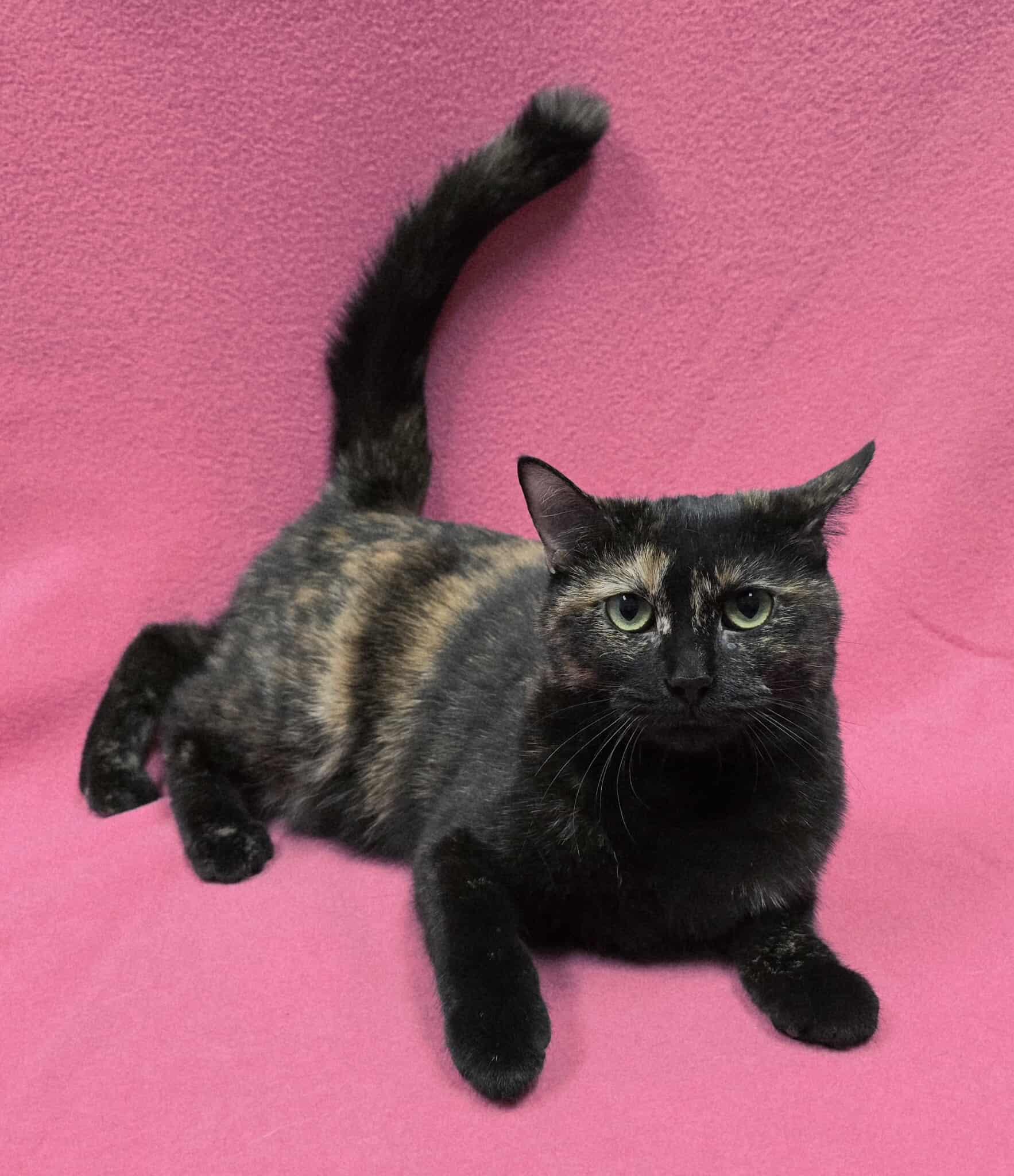 Enlarge Freckles, a Adoptable Domestic Short Hair in Frankfort, IN image 4/4