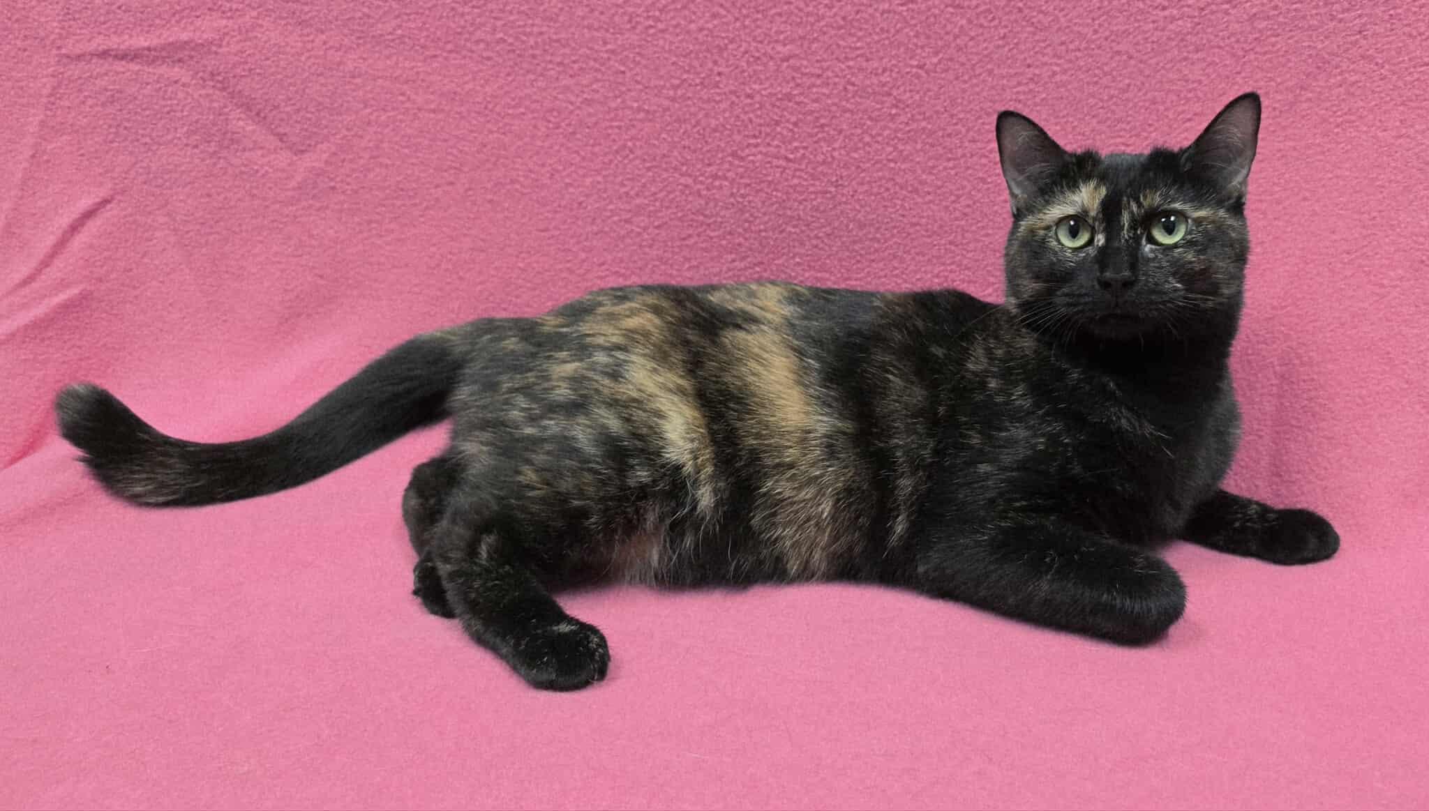 Enlarge Freckles, a Adoptable Domestic Short Hair in Frankfort, IN image 2/4