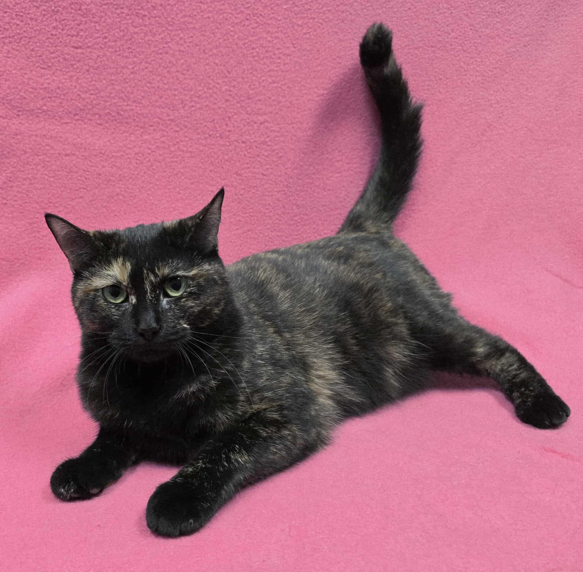 Enlarge Freckles, a Adoptable Domestic Short Hair in Frankfort, IN image 1/4