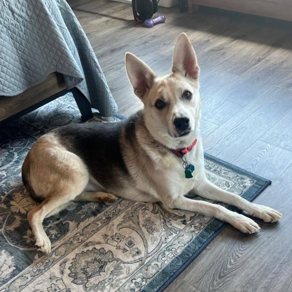 Jewel, an adoptable Husky, Cattle Dog in Pinedale, WY, 82941 | Photo Image 1