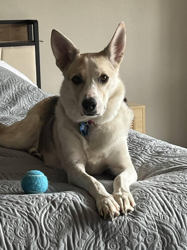 Jewel, an adoptable Husky, Cattle Dog in Pinedale, WY, 82941 | Photo Image 2