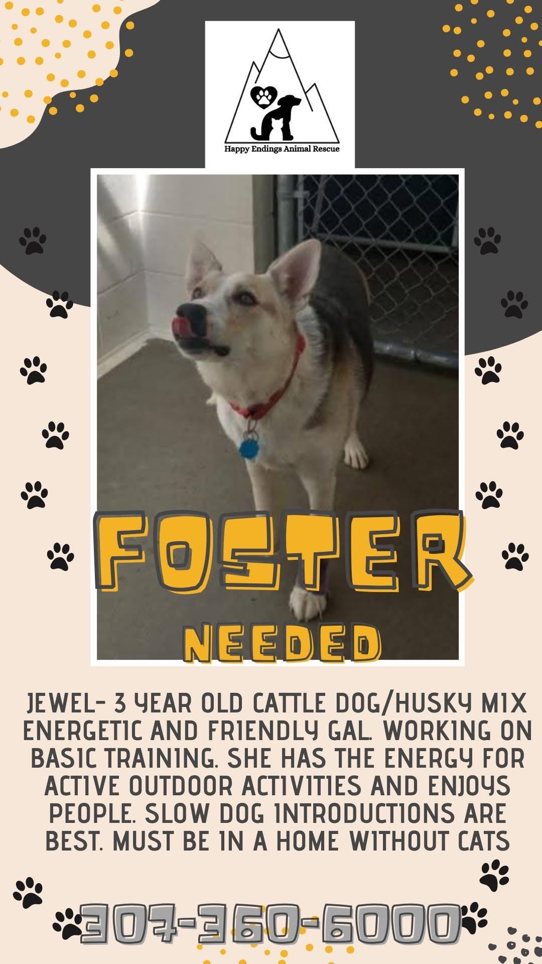 Jewel, an adoptable Husky, Cattle Dog in Pinedale, WY, 82941 | Photo Image 2