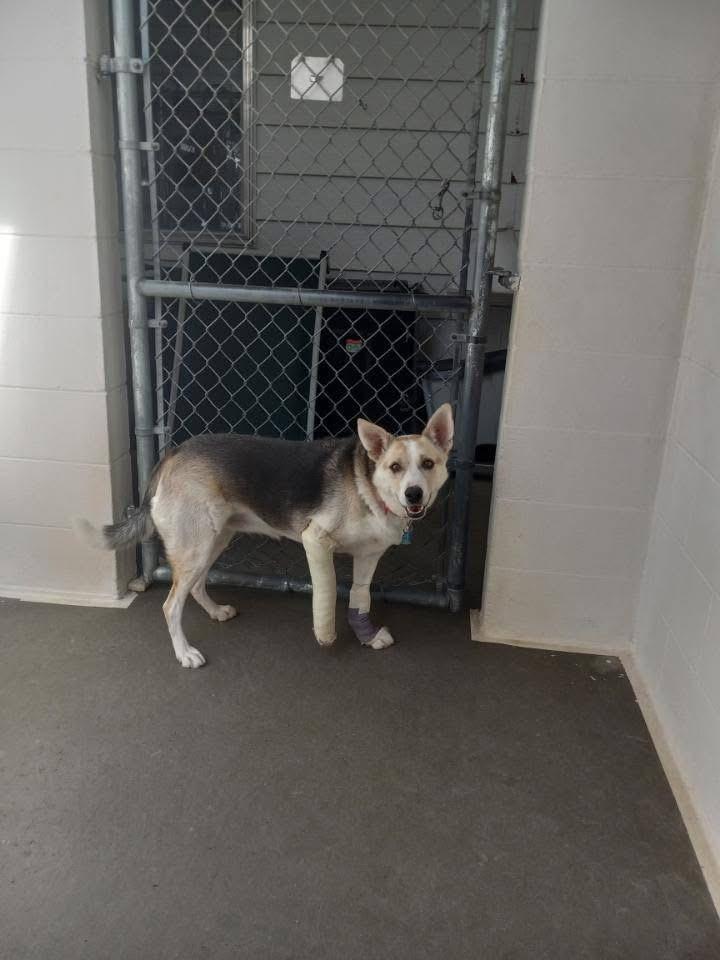 Jewel, an adoptable Husky, Cattle Dog in Pinedale, WY, 82941 | Photo Image 1