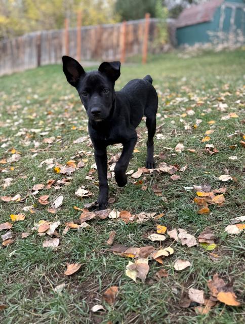 Enlarge Rusty, a Adoptable mixed breed in Midway, UT image 2/3