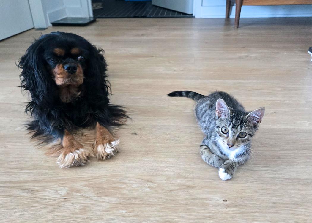 Enlarge Meeps, a Adopted Domestic Short Hair in Weehawken, NJ image 1/6