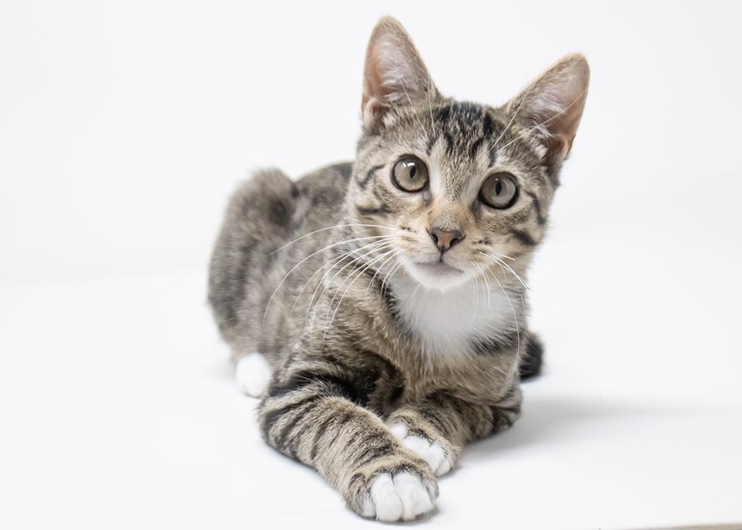 Enlarge Meeps, a Adopted Domestic Short Hair in Weehawken, NJ image 2/6