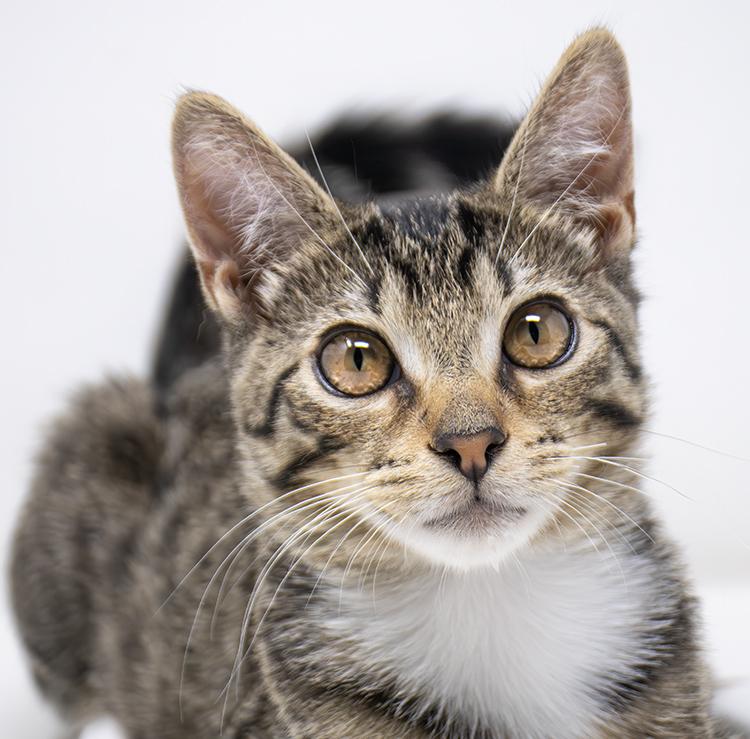 Enlarge Meeps, a Adopted Domestic Short Hair in Weehawken, NJ image 3/6