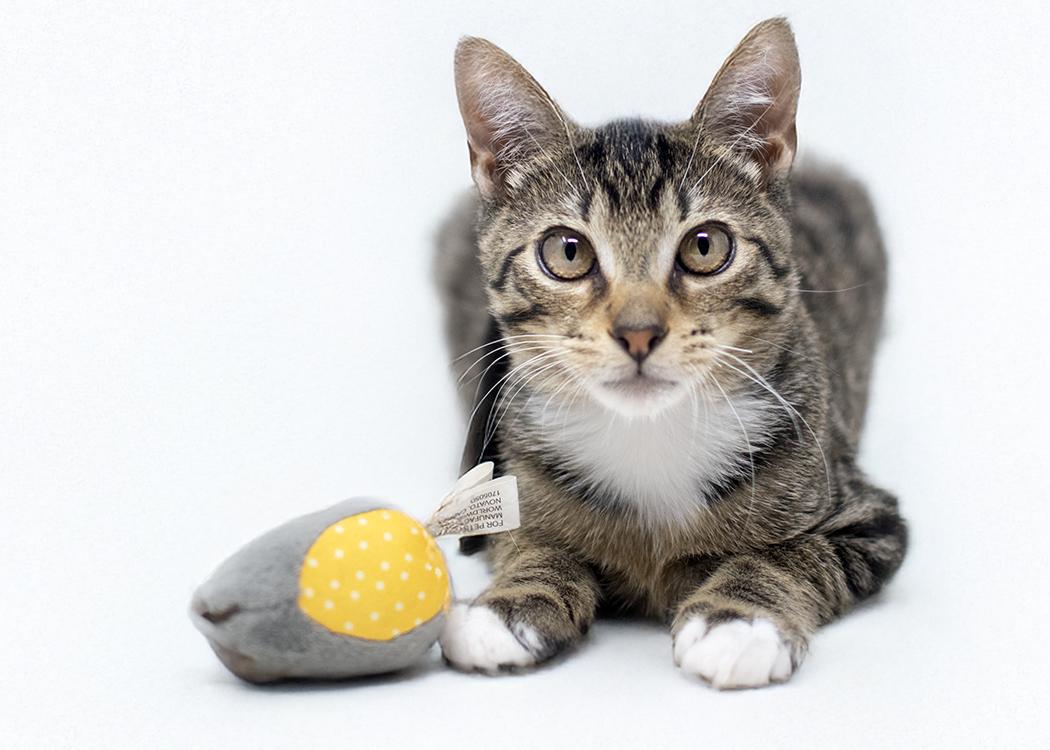 Enlarge Meeps, a Adopted Domestic Short Hair in Weehawken, NJ image 6/6