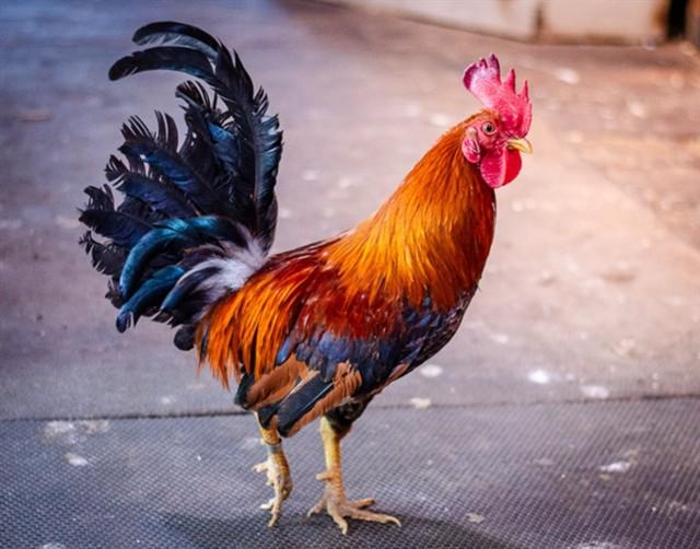 Enlarge DUKE, a Adoptable Chicken in Dedham, MA image 1/1