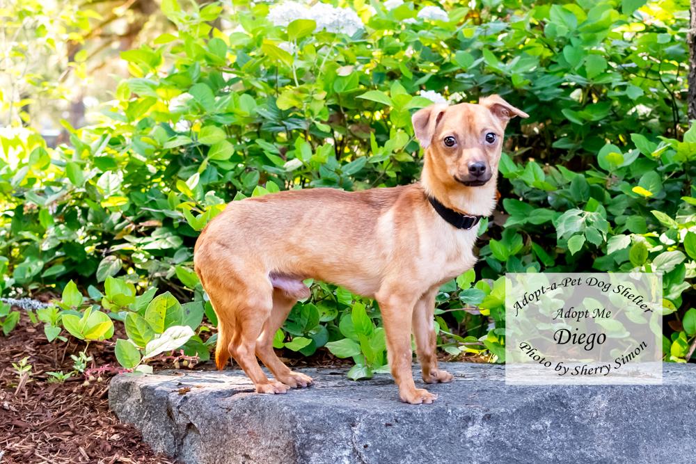 DIEGO, a Adoptable Chiweenie in Shelton, WA image 6/6