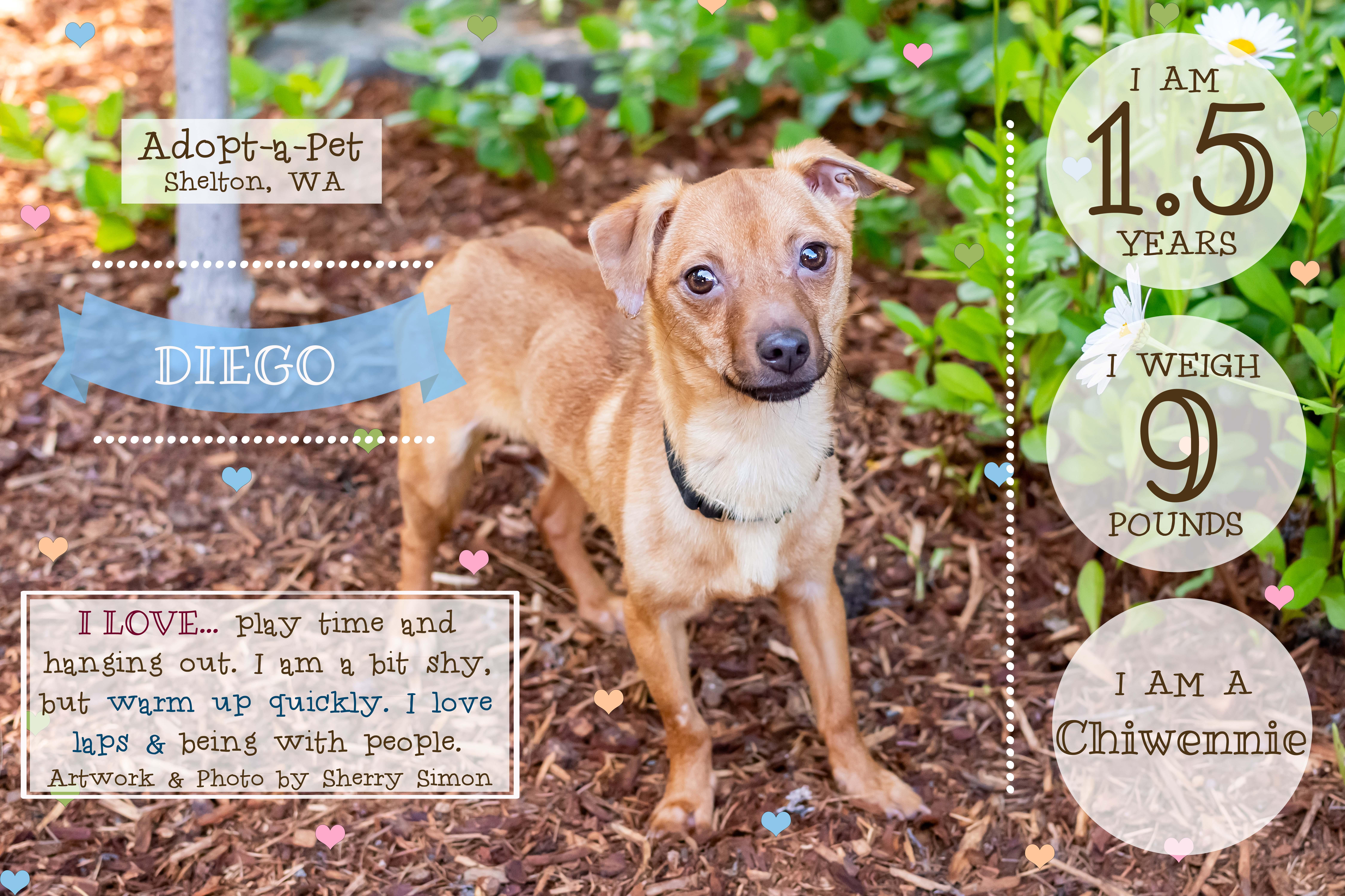 DIEGO, a Adoptable Chiweenie in Shelton, WA image 2/6
