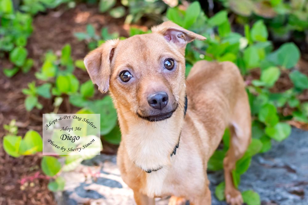 DIEGO, Adoptable, Young Male Chiweenie.