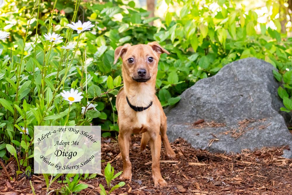 DIEGO, a Adoptable Chiweenie in Shelton, WA image 5/6
