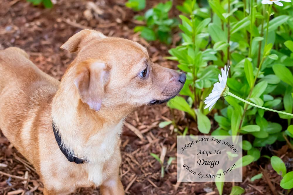 DIEGO, a Adoptable Chiweenie in Shelton, WA image 4/6
