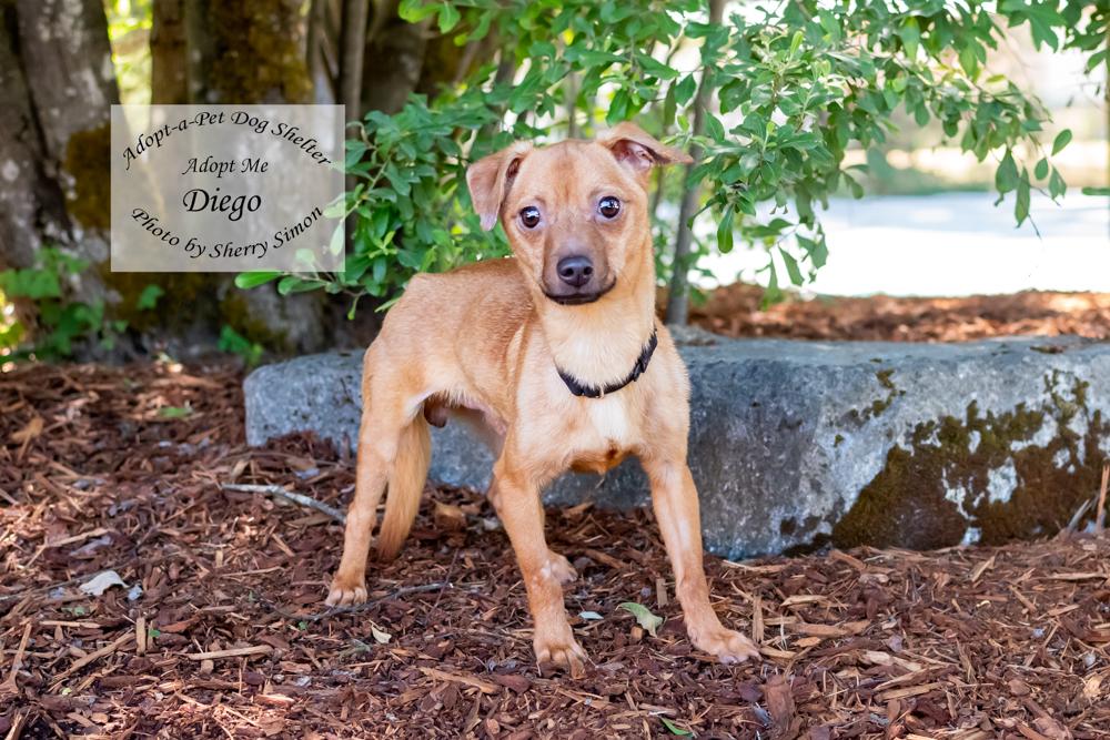DIEGO, a Adoptable Chiweenie in Shelton, WA image 3/6