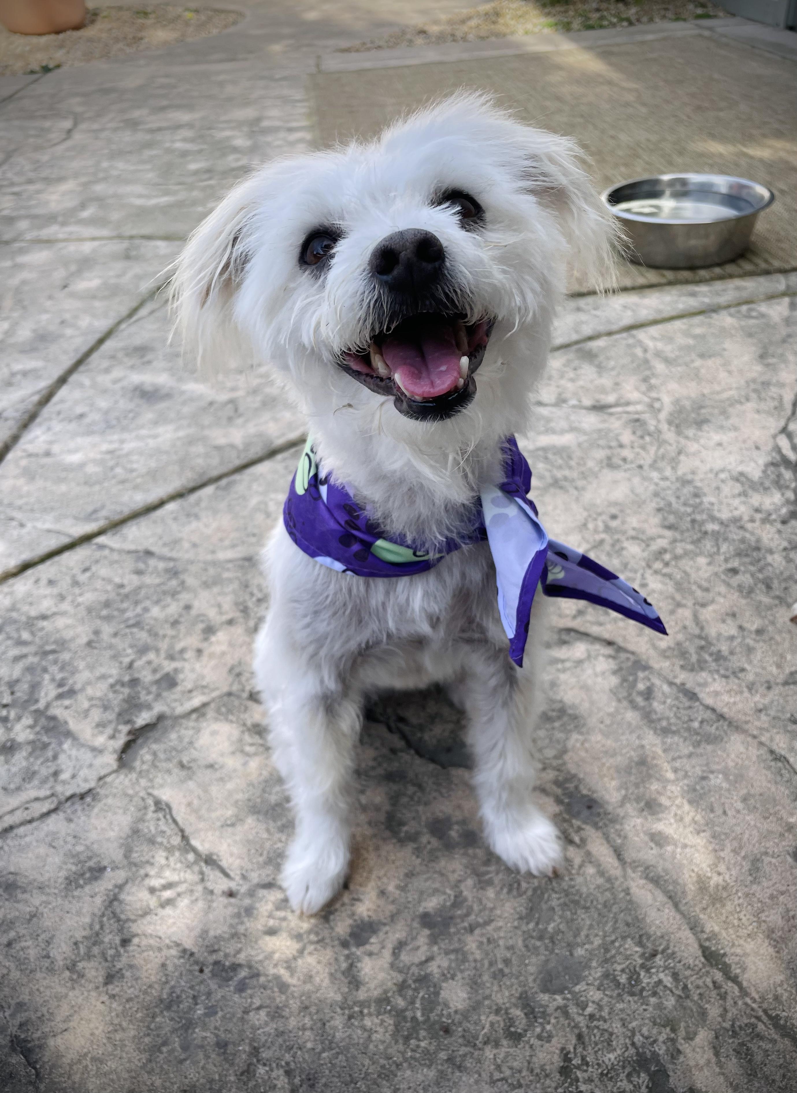 Enlarge Penny, an adoptable mixed breed in Oakland, CA image 1/6