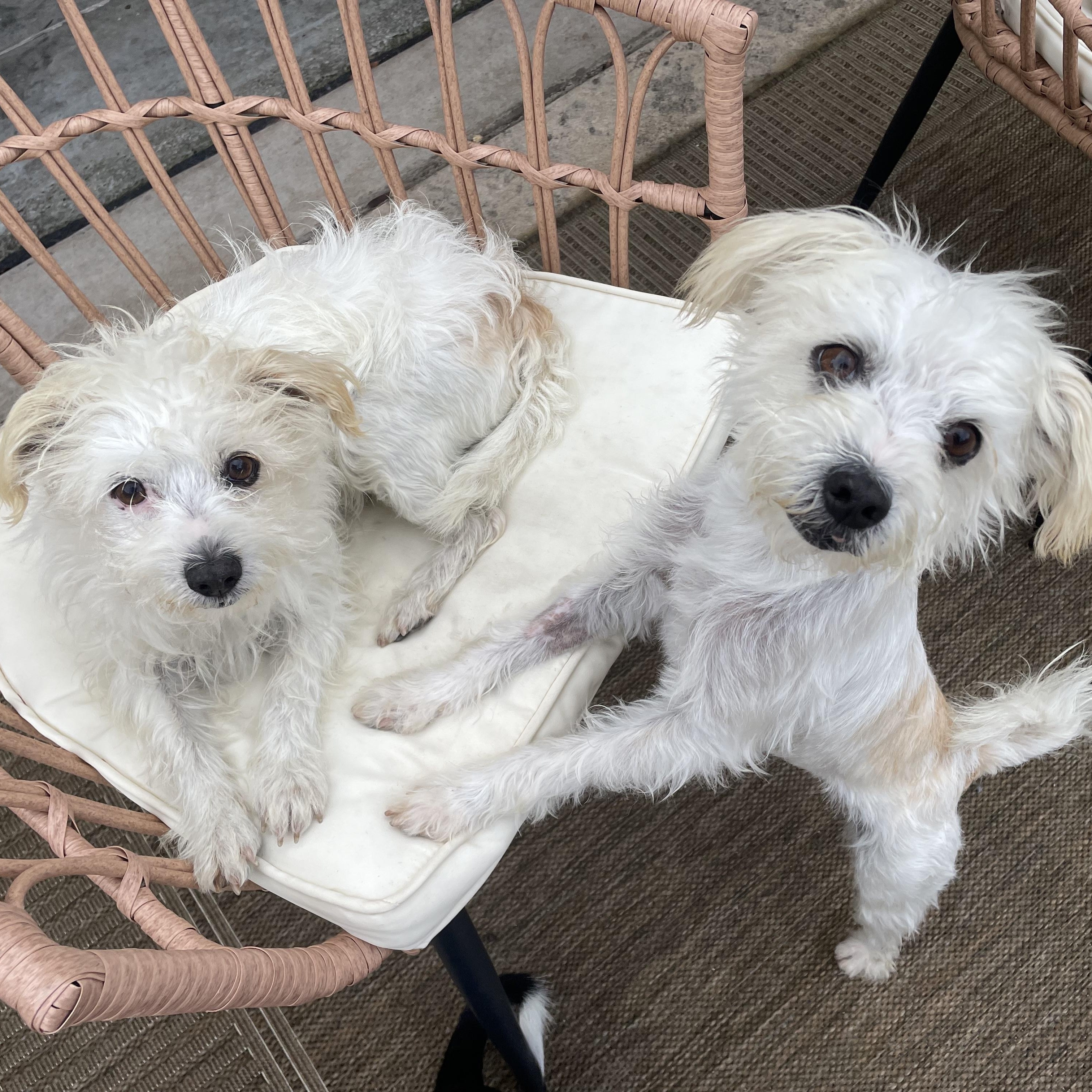 Enlarge Penny, an adoptable mixed breed in Oakland, CA image 4/6