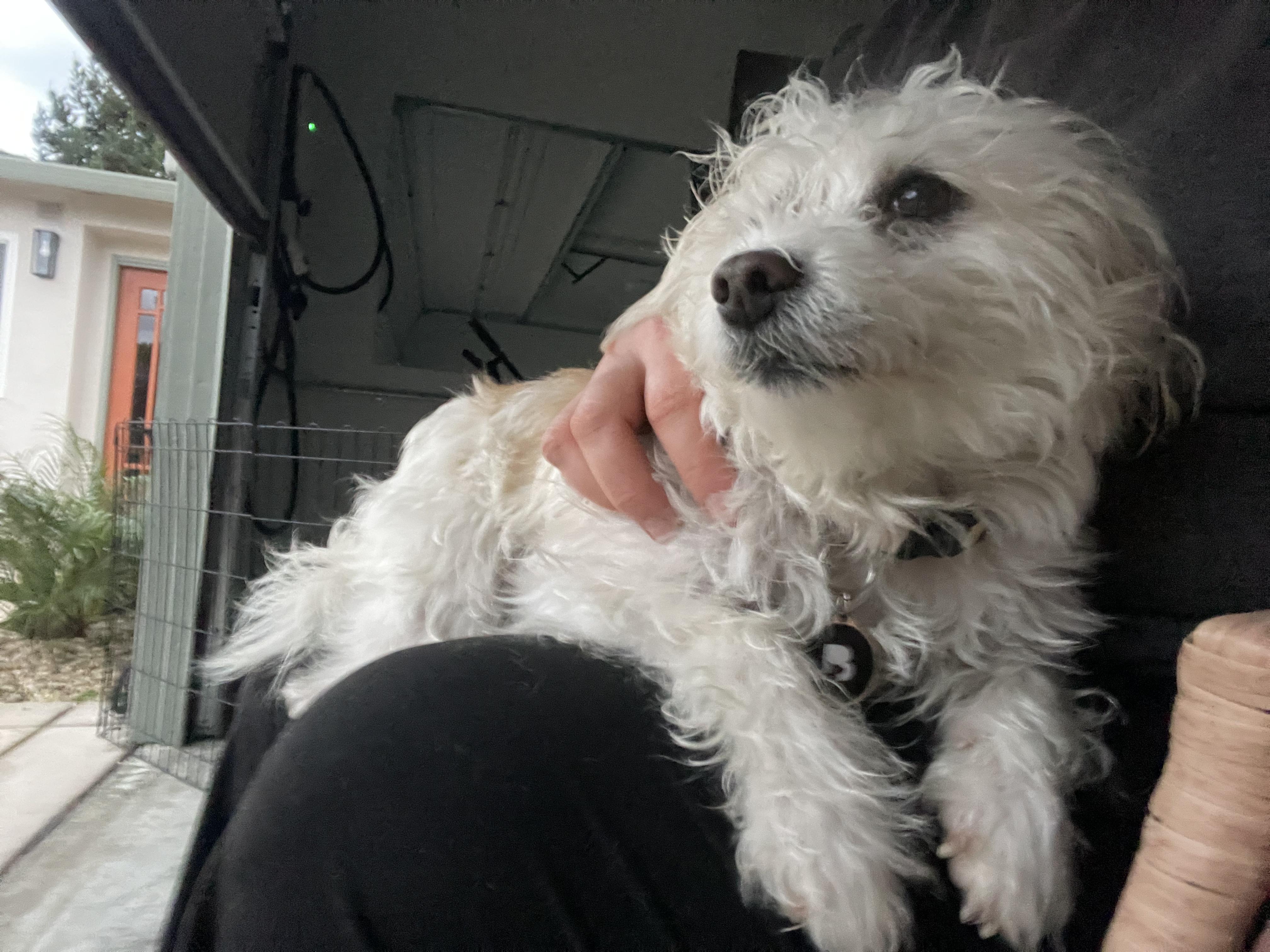 Enlarge Penny, an adoptable mixed breed in Oakland, CA image 3/6