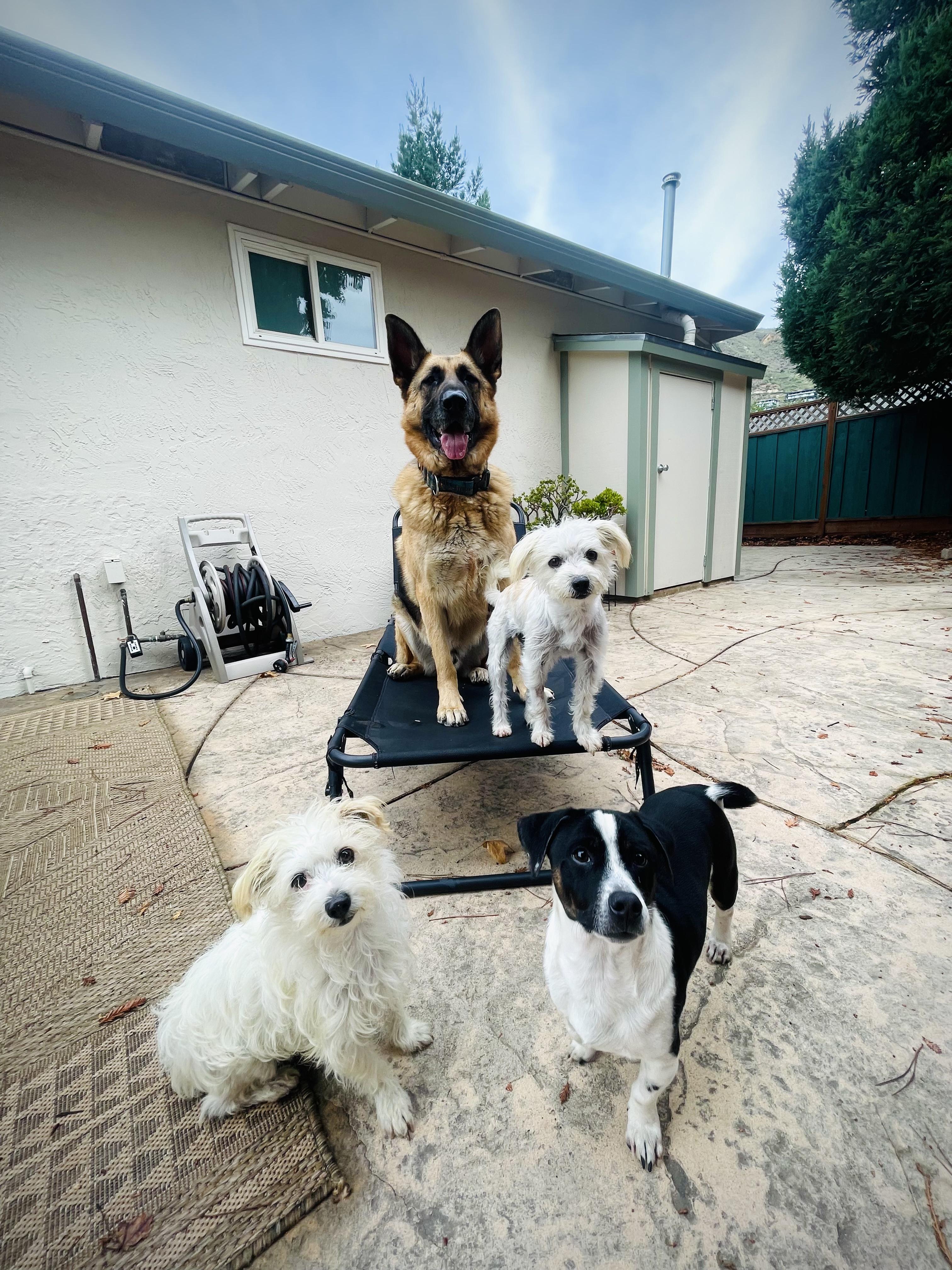 Enlarge Penny, an adoptable mixed breed in Oakland, CA image 6/6