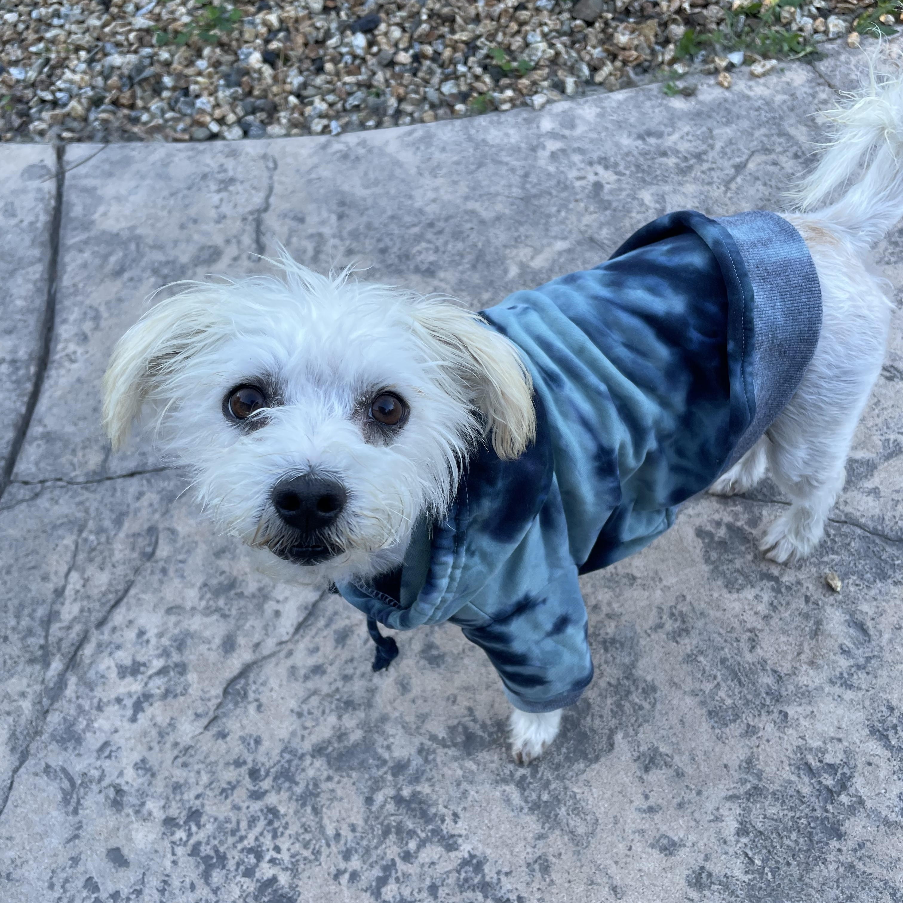 Enlarge Penny, an adoptable mixed breed in Oakland, CA image 5/6