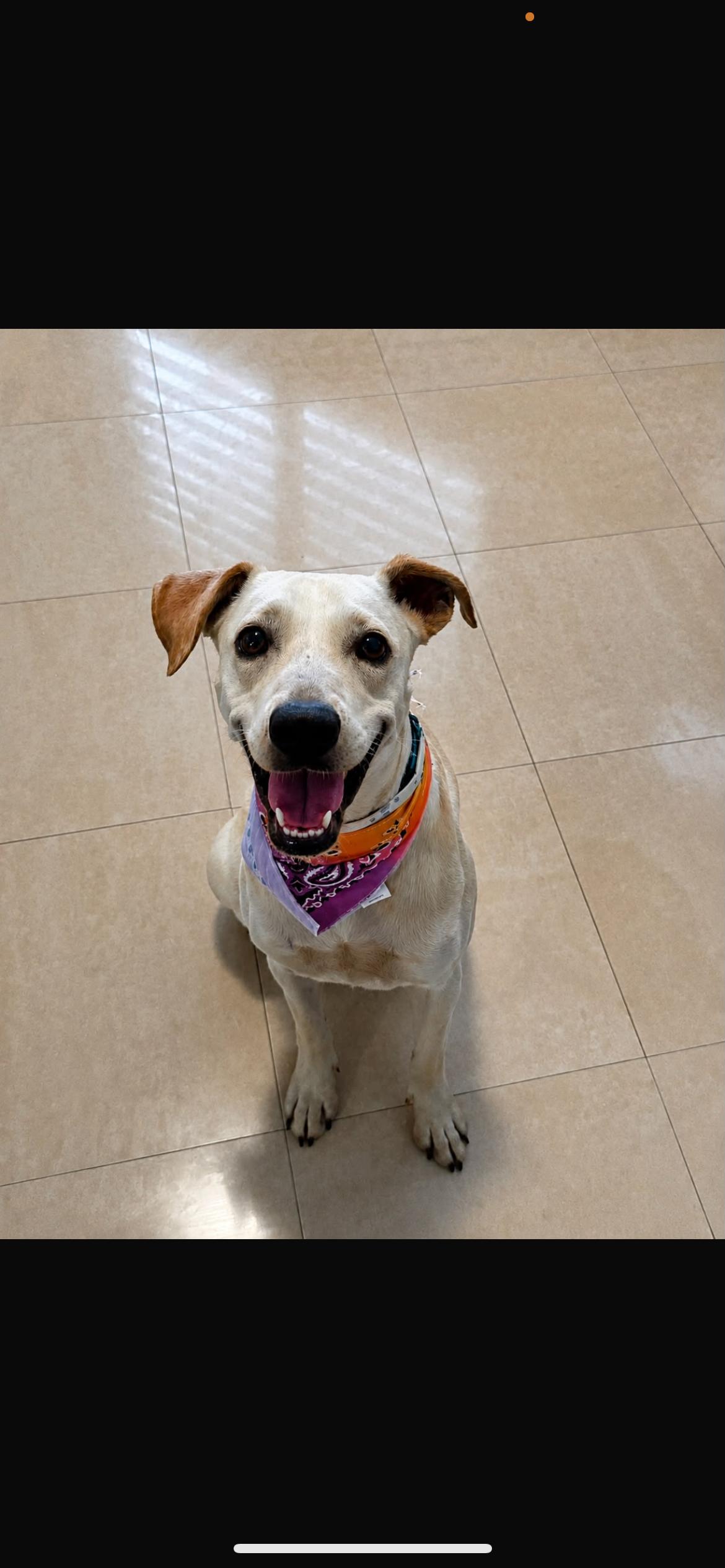 Enlarge Ellie, a ADOPTABLE mixed breed in Loiza, PR image 1/1