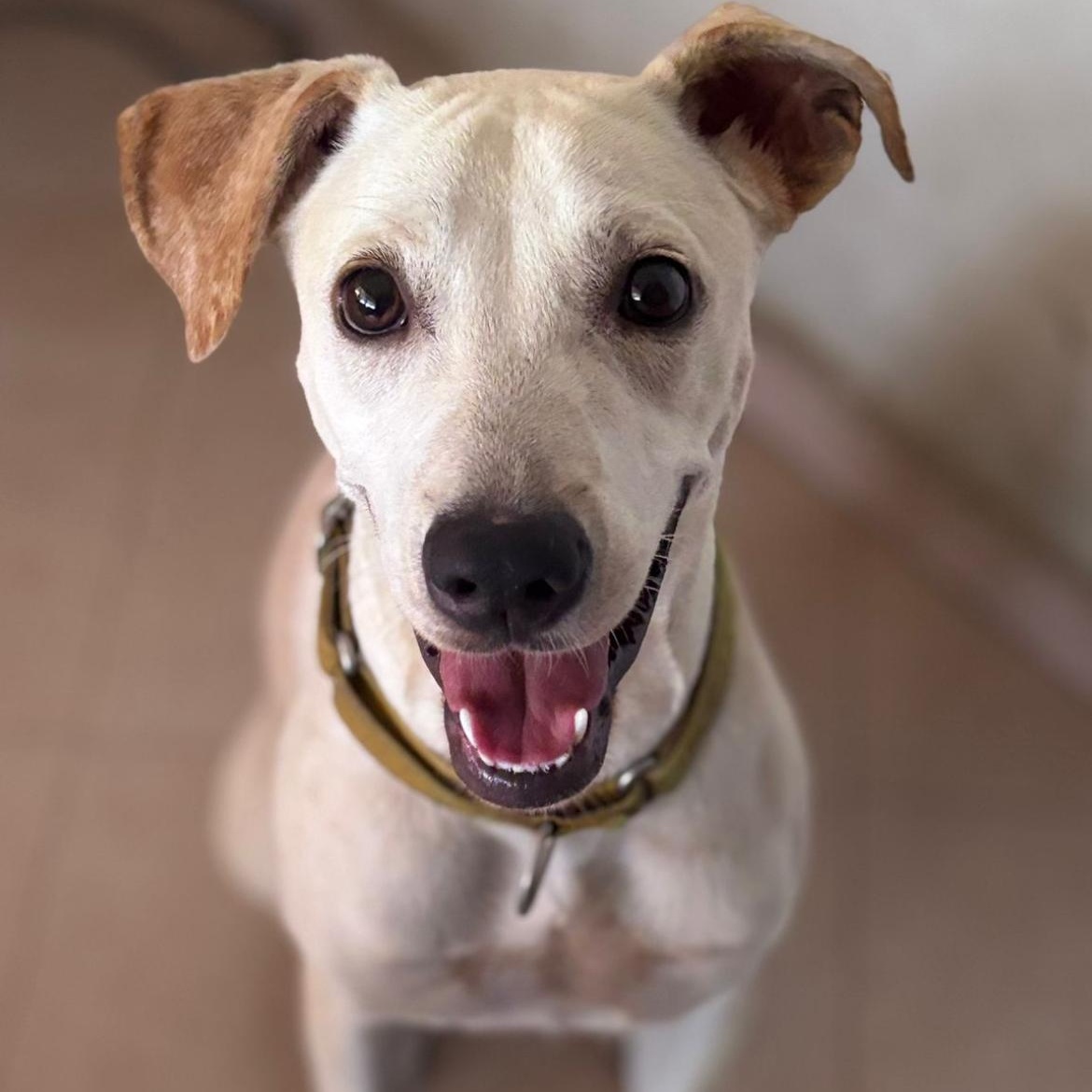 Enlarge Ellie, a ADOPTABLE mixed breed in Loiza, PR image 1/2