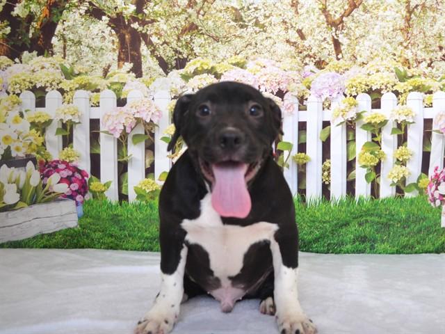 HEARTLY, Adoptable, Puppy Male Pit Bull Terrier & Mixed Breed.