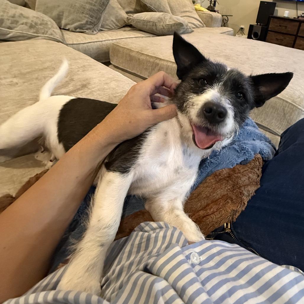 Ruby, Adoptable, Young Female Schnauzer & Corgi.