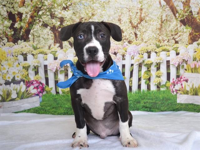 CUPID, Adoptable, Puppy Male Pit Bull Terrier & Mixed Breed.
