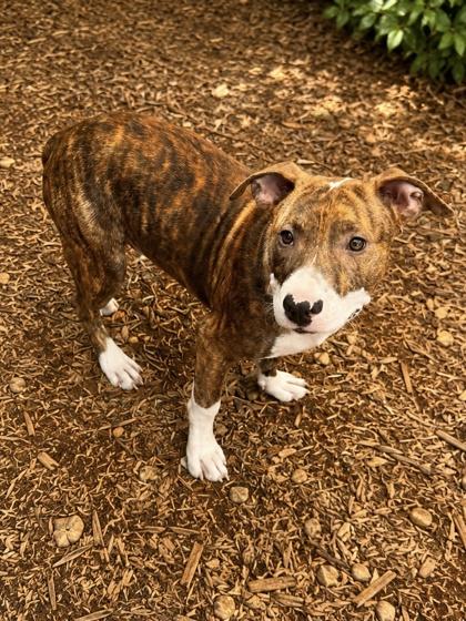 Enlarge Brando, a Adoptable mixed breed in Cumming, GA image 1/3