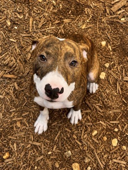 Enlarge Brando, a Adoptable mixed breed in Cumming, GA image 2/3