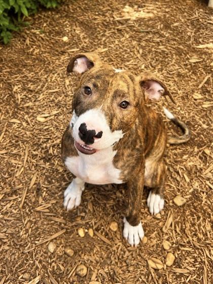 Enlarge Brando, a Adoptable mixed breed in Cumming, GA image 3/3
