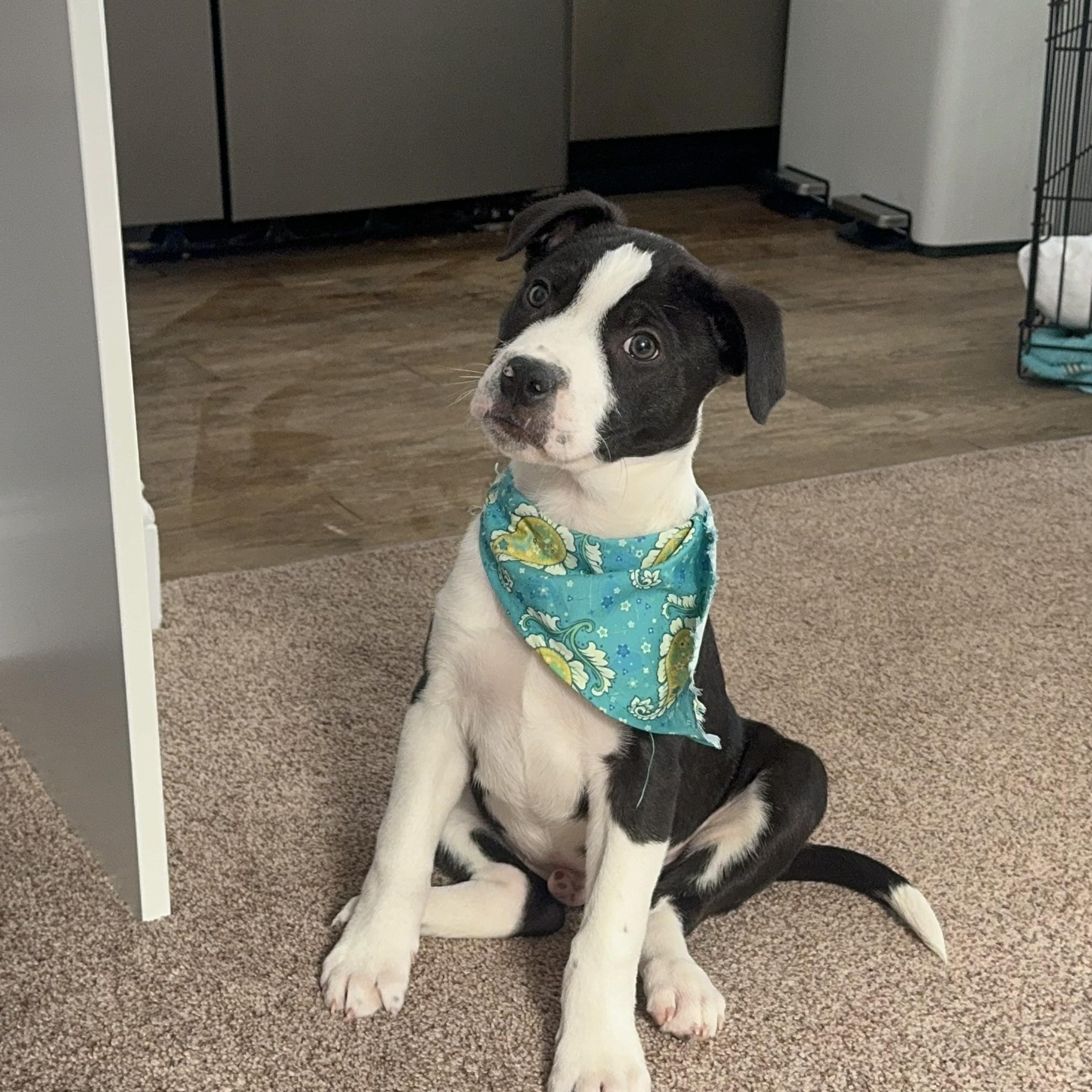 Enlarge Artemis , an adopted mixed breed in Newfoundland, NJ image 2/6