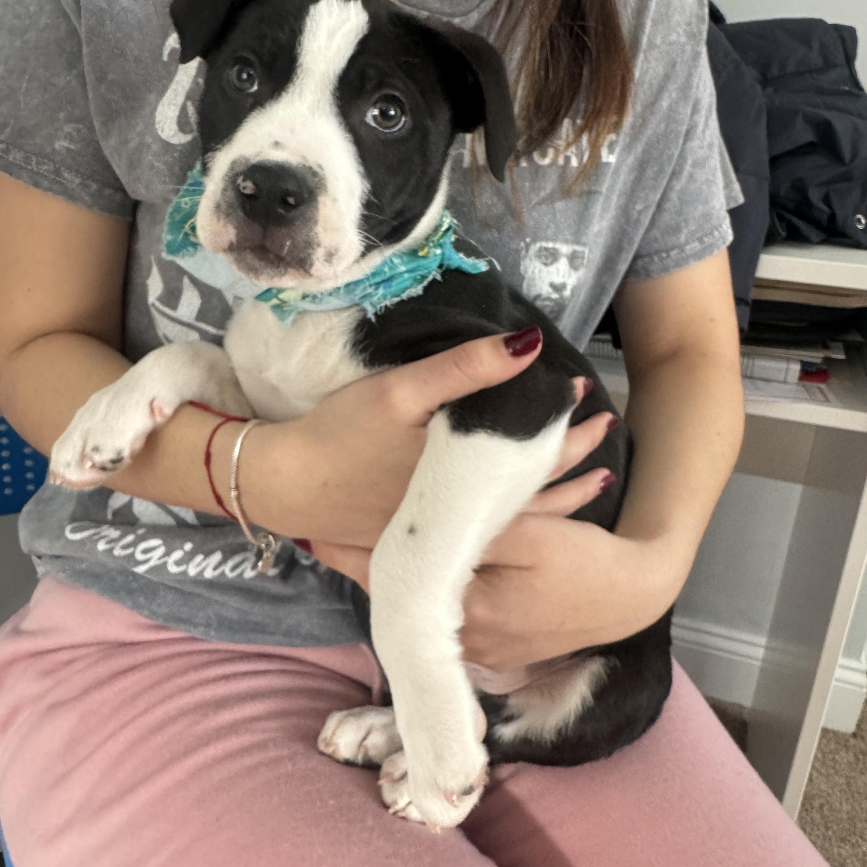 Artemis , adopted, Young Male Black Labrador Retriever & Pit Bull Terrier.