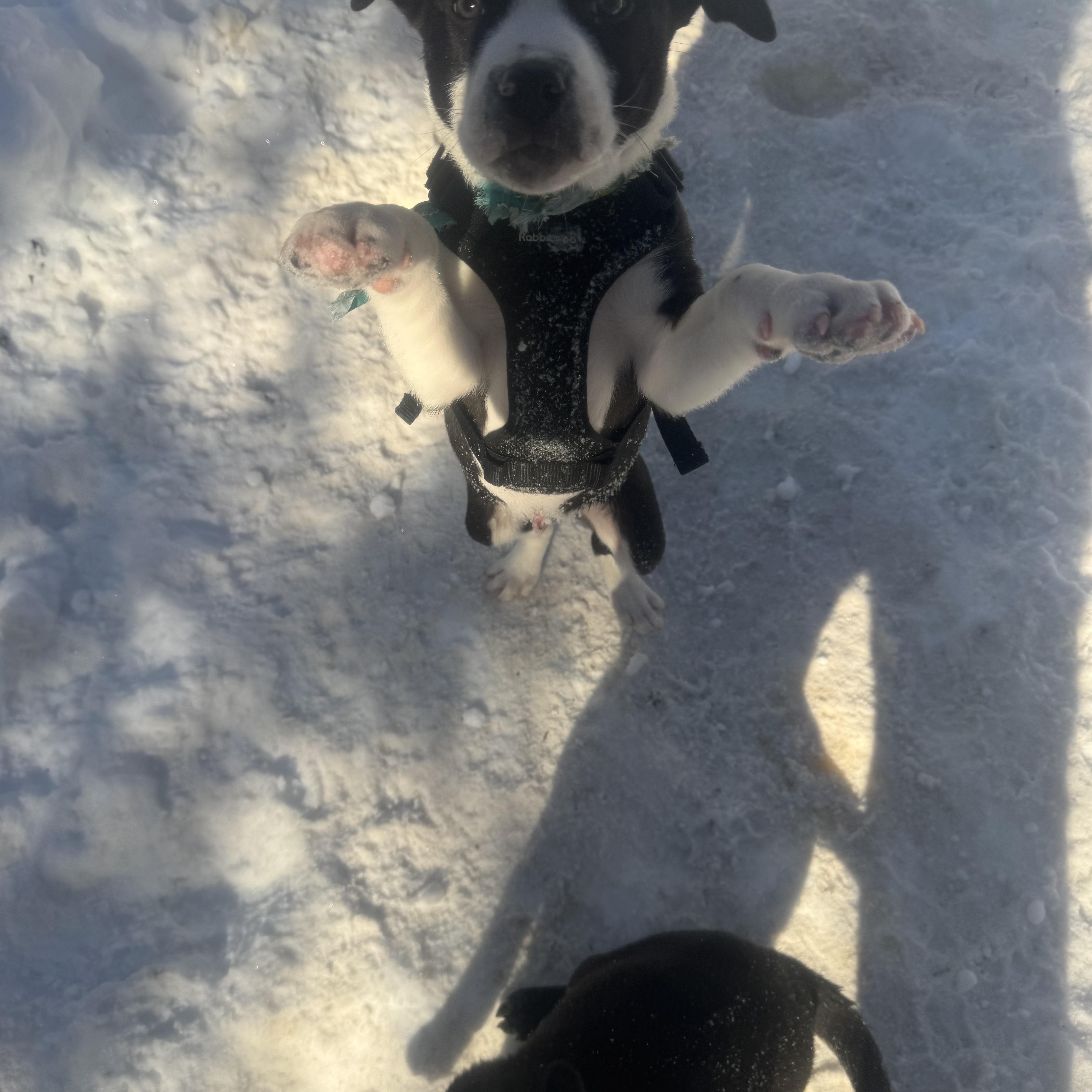 Enlarge Artemis , an adopted mixed breed in Newfoundland, NJ image 3/6