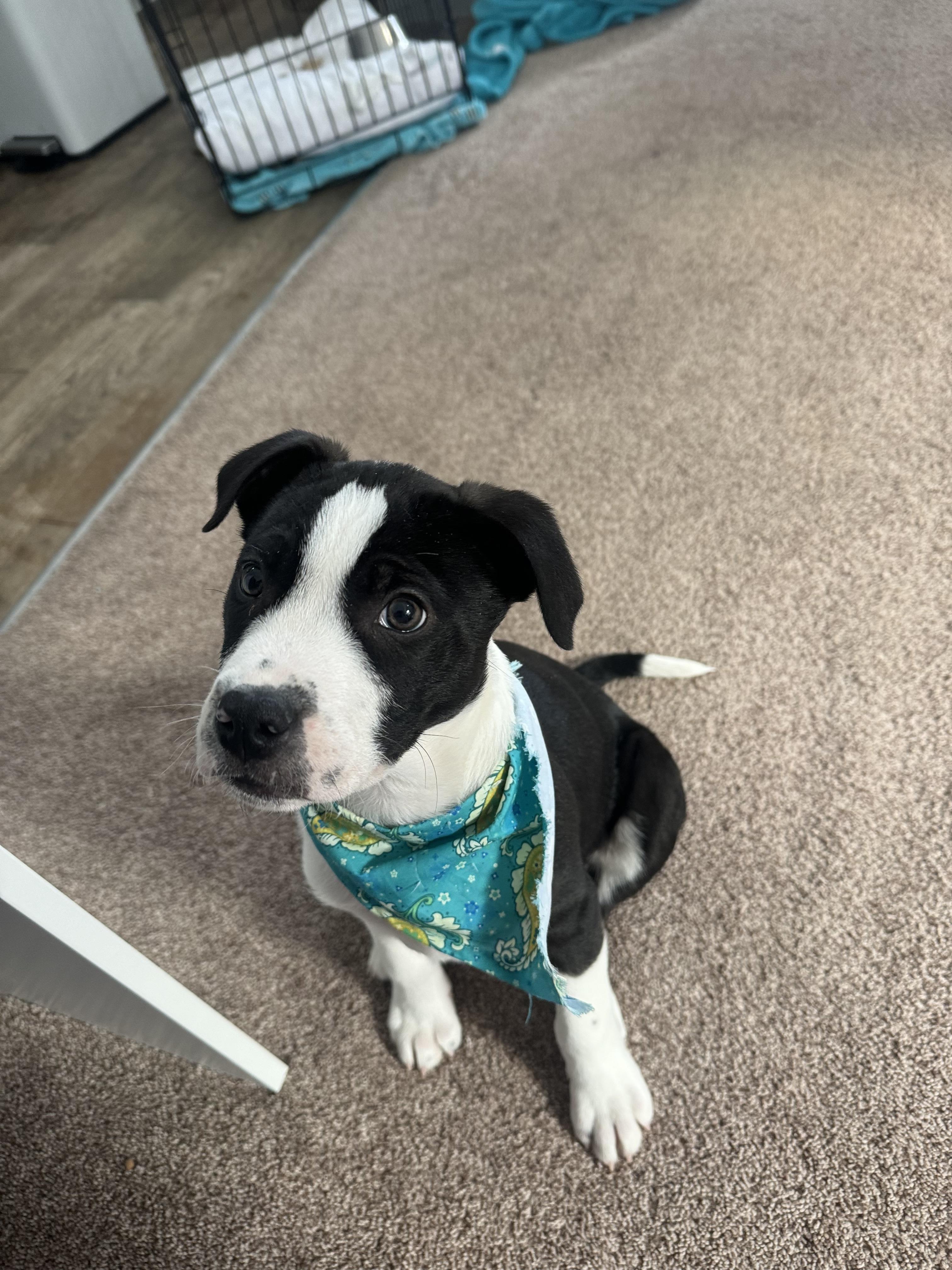 Enlarge Artemis , an adopted mixed breed in Newfoundland, NJ image 6/6